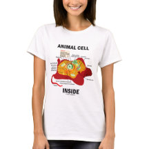 Dierlijke cel binnen (Eukaryote Cell Biology)