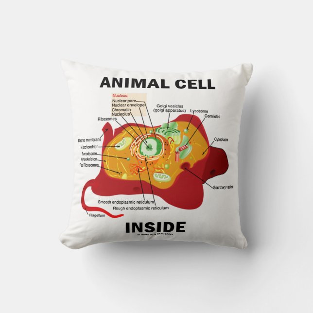 Dierlijke cel in het Eukaryote-diagram Kussen (Voorkant)