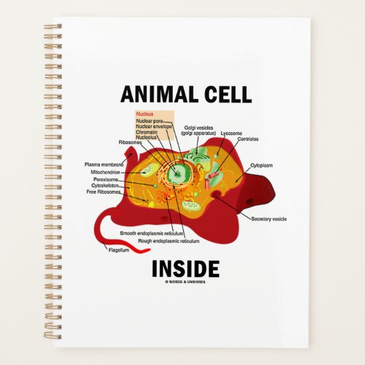 Dierlijke cel in het Eukaryote-diagram Planner (Voorkant)