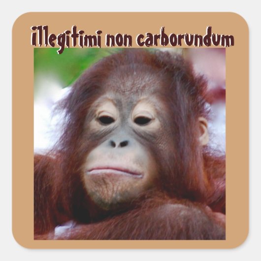 Dierlijke gezichten: Illegii non carborundum Vierkante Sticker (Voorkant)