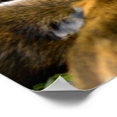 Dierlijke Guinee-varkens die vruchten eten Poster (Hoek)