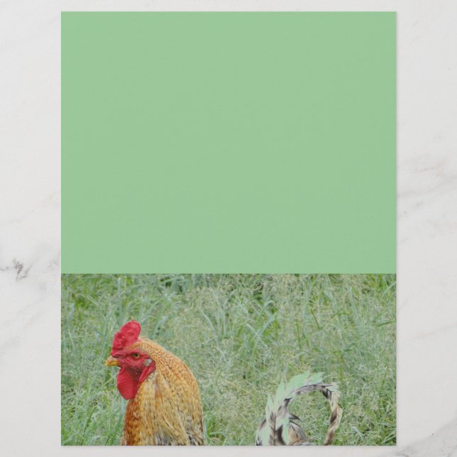 Dierlijke het boerderij kleurrijke kip van hanen (Voorkant)