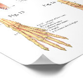 Dierlijke hond Poster skeletspierstelsel- en bindw (Hoek)