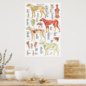 Dierlijke hond Poster skeletspierstelsel- en bindw (Keuken)