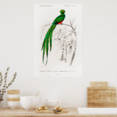 dierlijke illustratie van een Pavonine quetzal Poster (Keuken)