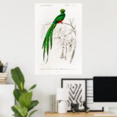  dierlijke illustratie van een Pavonine quetzal Poster (Thuiskantoor)
