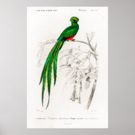 dierlijke illustratie van een Pavonine quetzal Poster