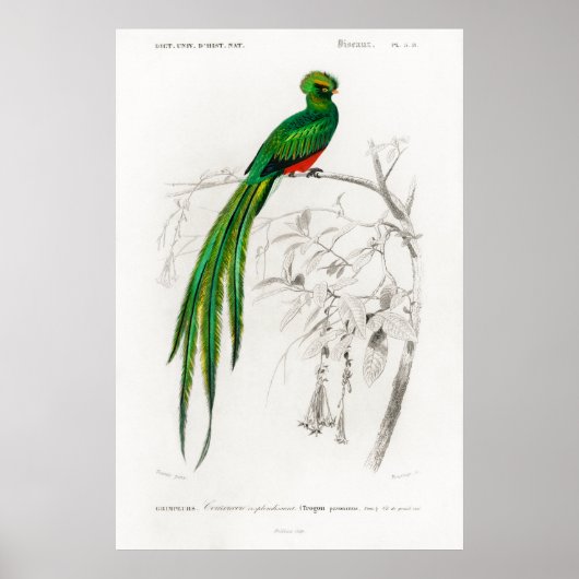  dierlijke illustratie van een Pavonine quetzal Poster (Voorkant)