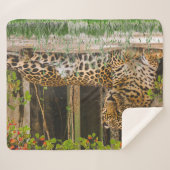 Dierlijke Luipaard Kat (50"X 60") Sherpa Deken (Voorkant (horizontaal))