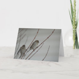 Dierlijke Mus 1 van de Vogel Wenskaart Kaart