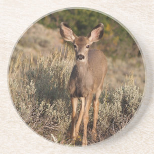 Dierlijke reeks-Mule Deer Fawn Onderzetter