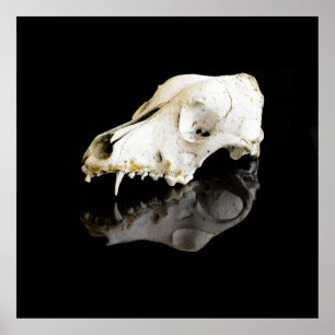 Dierlijke schedel poster