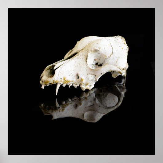 Dierlijke schedel poster (Voorkant)