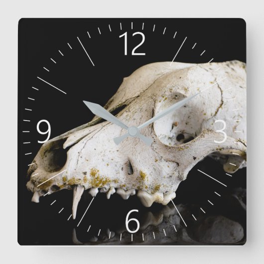 Dierlijke schedel vierkante klok (Voorkant)