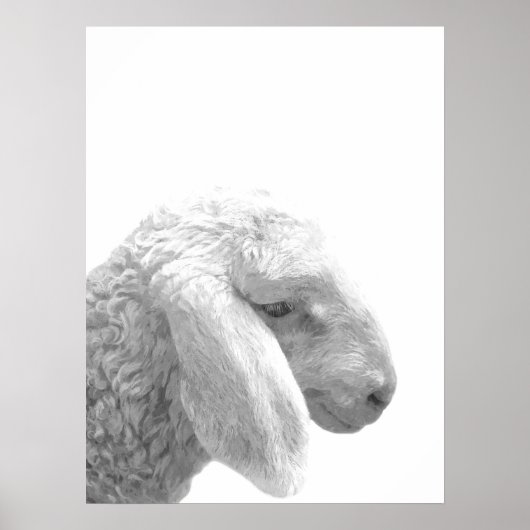 Dierportret van boerderij van zwarte en witte scha poster (Voorkant)