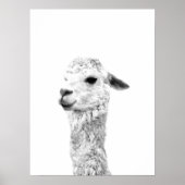 Dierportret van het zwarte en witte lama-boerderij poster (Voorkant)