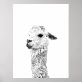 Dierportret van het zwarte en witte lama-boerderij poster
