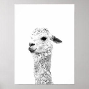 Dierportret van het zwarte en witte lama-boerderij poster