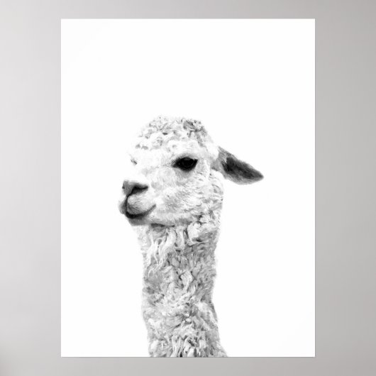 Dierportret van het zwarte en witte lama-boerderij poster (Voorkant)