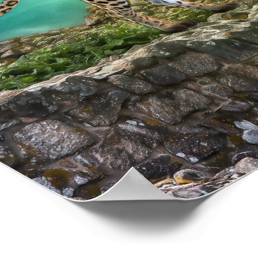 Dierportret Wilde Kat Poster (Hoek)