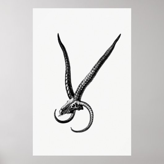  dierschedel poster (Voorkant)