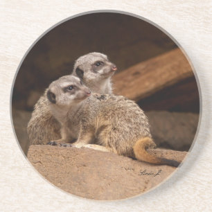 Dierserie-Meerkats op het Onderzetter van de Garde