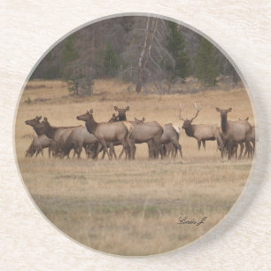 Diersoort-Elk in het wild Onderzetter