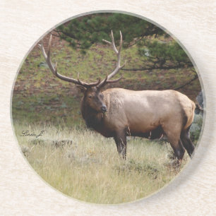 Diersoort-Elk in het wild Onderzetter