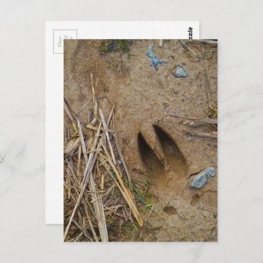 dierspoor briefkaart (Voorkant / Achterkant)