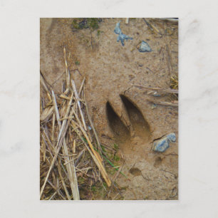 dierspoor briefkaart