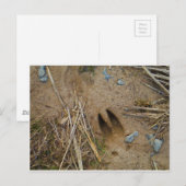 dierspoor briefkaart (Voorkant / Achterkant)