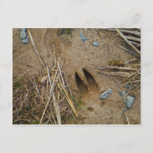 dierspoor briefkaart