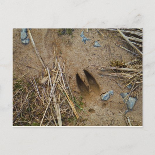 dierspoor briefkaart (Voorkant)