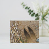 dierspoor briefkaart (Staand voorkant)