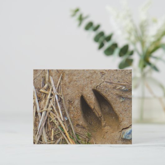 dierspoor briefkaart (Staand voorkant)