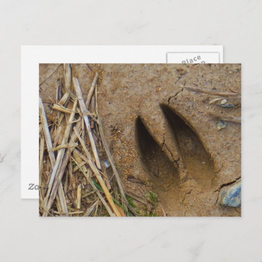 dierspoor briefkaart (Voorkant / Achterkant)