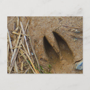 dierspoor briefkaart