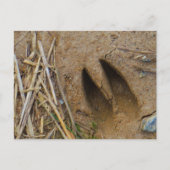 dierspoor briefkaart (Voorkant)