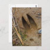 dierspoor briefkaart (Voorkant / Achterkant)