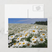 Diervelden in Hokkaido Briefkaart (Voorkant / Achterkant)