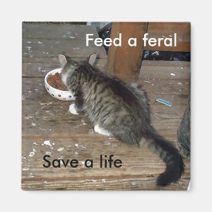 "Diervoed a Feral, Save a Life feral kitten magnet