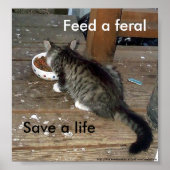 "Diervoed a Feral, Save a Life feral kitten poster (Voorkant)