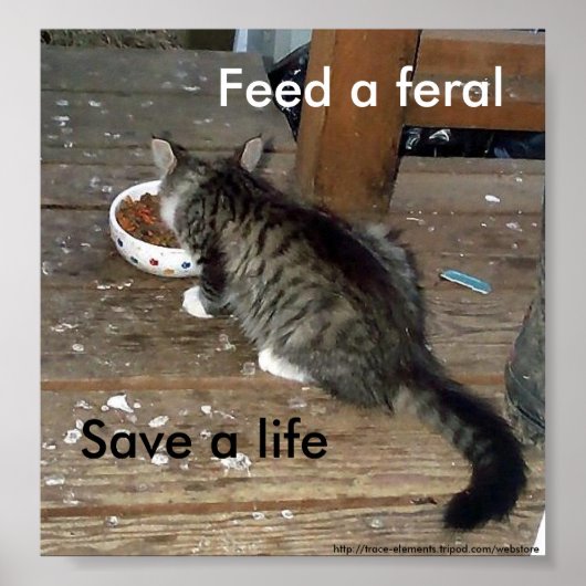 "Diervoed a Feral, Save a Life feral kitten poster (Voorkant)
