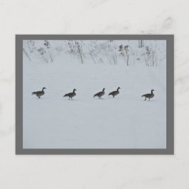 Diervogel Canada Gese 1 Briefkaart