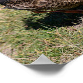 Diervogel Gulls en eenden op gras Poster (Hoek)