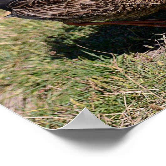 Diervogel Gulls en eenden op gras Poster (Hoek)