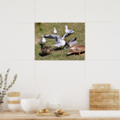 Diervogel Gulls en eenden op gras Poster (Keuken)