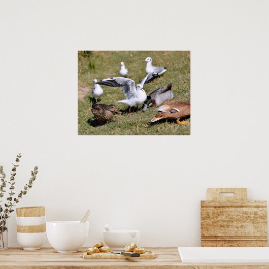 Diervogel Gulls en eenden op gras Poster (Keuken)