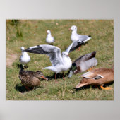 Diervogel Gulls en eenden op gras Poster (Voorkant)