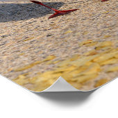 Diervogel Zwarte kuilen op het strand Poster (Hoek)